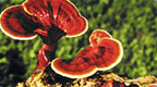Ling Zhi also know as Reishi Mushrooms a powerful all natural to increase stamina, energy and vitality